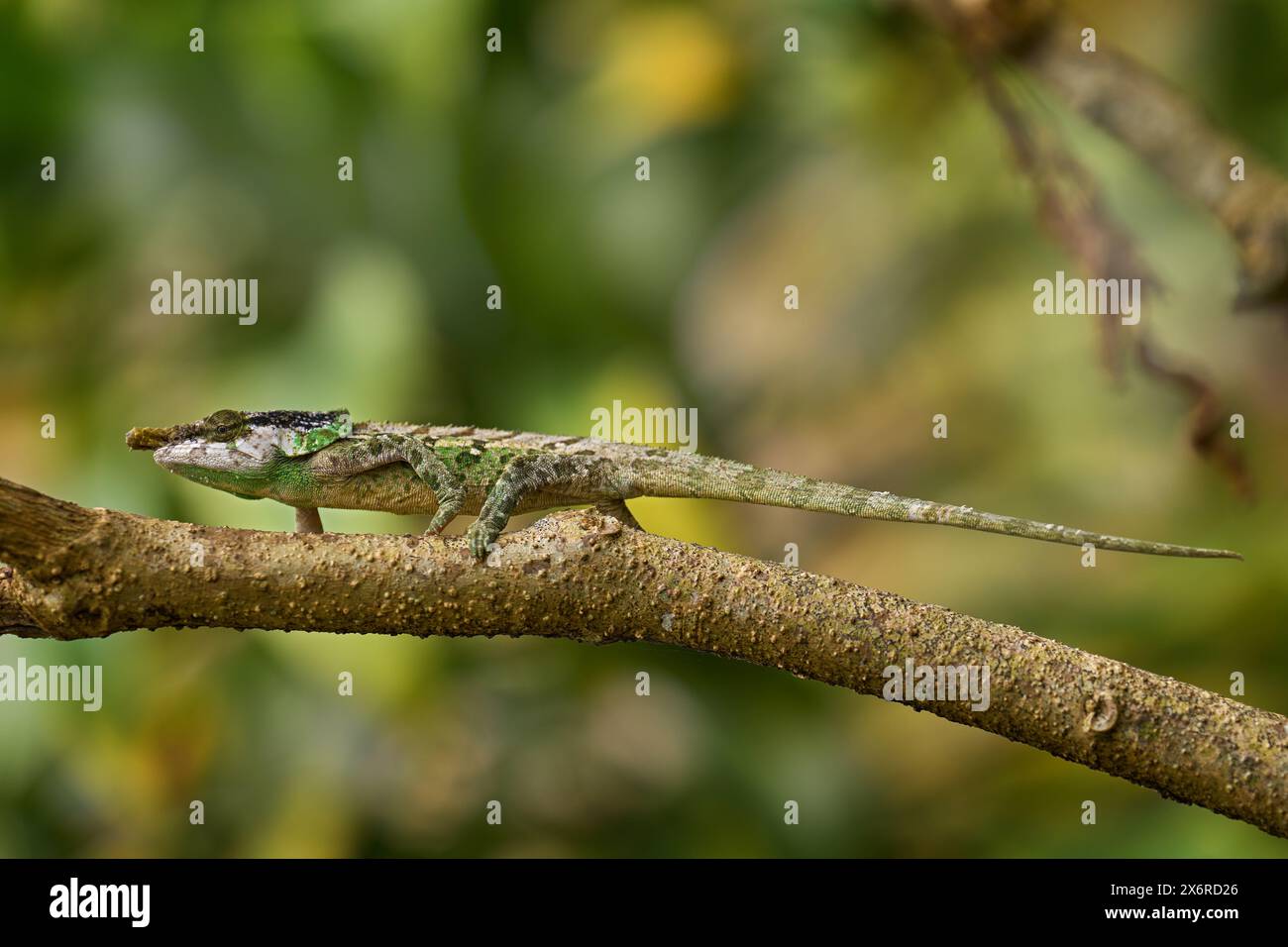 Calumma malthe, Malthes grünohriges Chamäleon, kleine Eidechse im natürlichen Lebensraum. Grünes Chamäleon auf dem Ast, Andasibe Mantadia, Madagaskar Stockfoto