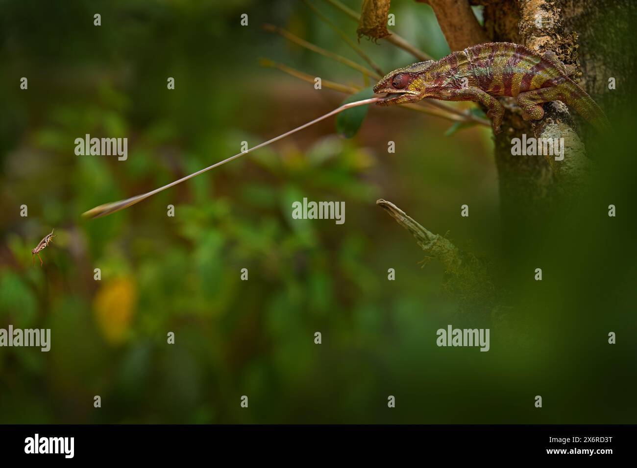 Chamäleon Jagdinsekte mit langer Zunge. Panther Hameleon auf Baumzweig, Furcifer pardalis, sitzend auf dem im Naturraum, Ranomafana NP. De Stockfoto