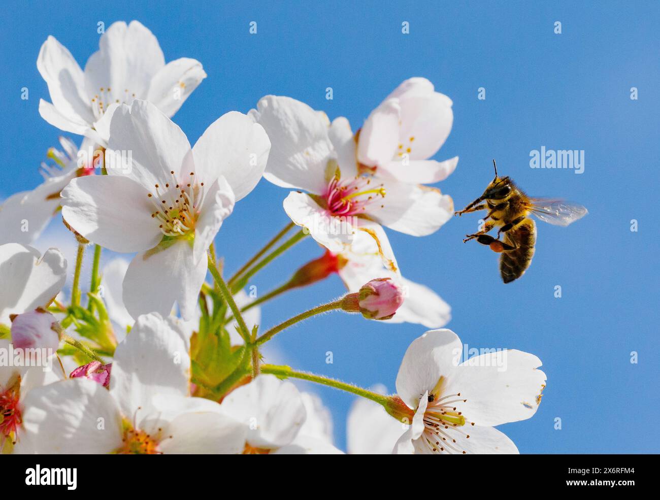 Schwebender Fliege trinkt Nektar von Kirschblüten Stockfoto