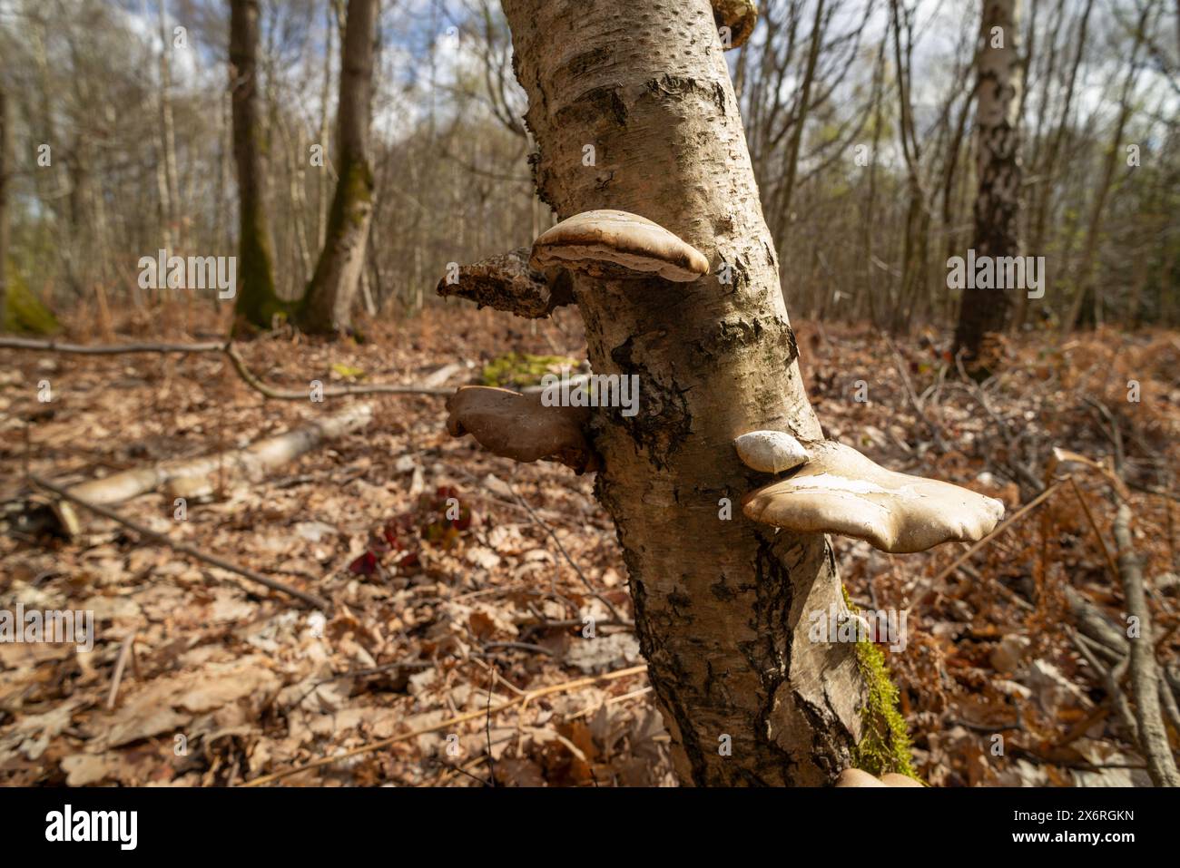 Klammerpilze, Hufform, Birkenpolypore, auf beschädigtem, sterbendem Betula-Baum, der für Ernährung und Medizin verwendet werden kann Stockfoto