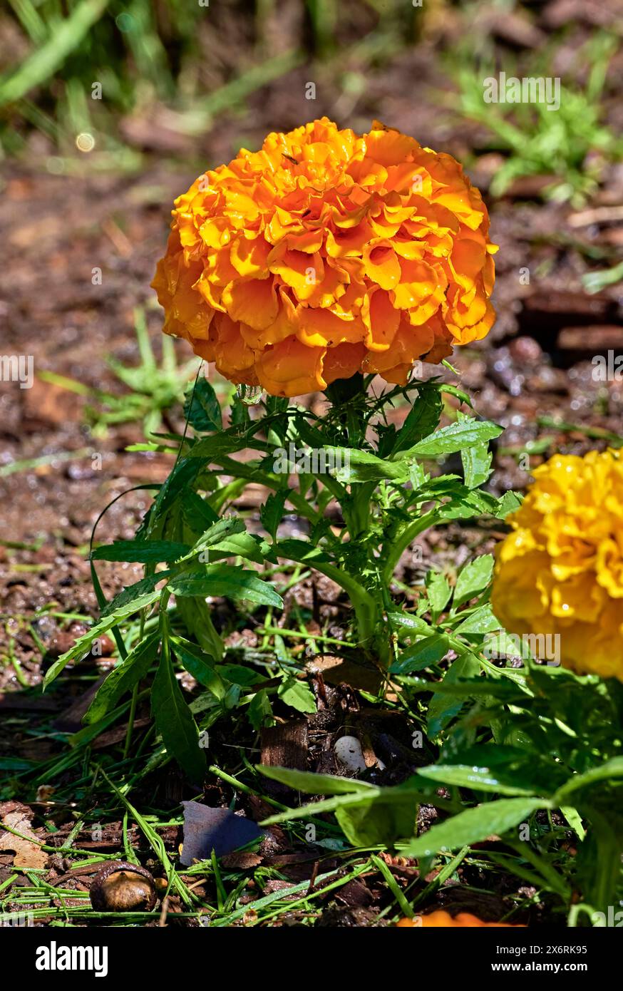 Wunderschöner, orangener Marigold in einem Blumengarten. Stockfoto
