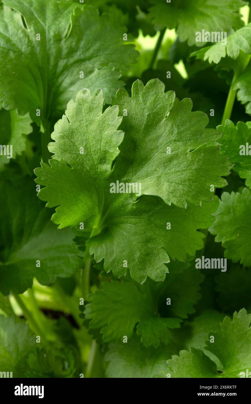 Frische grüne Korianderpflanze hinterlässt das ganze Bild als Hintergrund aus nächster Nähe Stockfoto