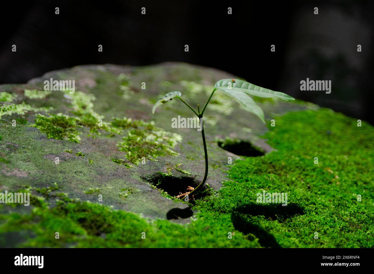 Kleine Wurzel Einer Pflanze, die aus Einem Felsen wächst. Konzept Von Überwindung Und Hoffnung. Ökologische Transformation Und Klimawandel Stockfoto