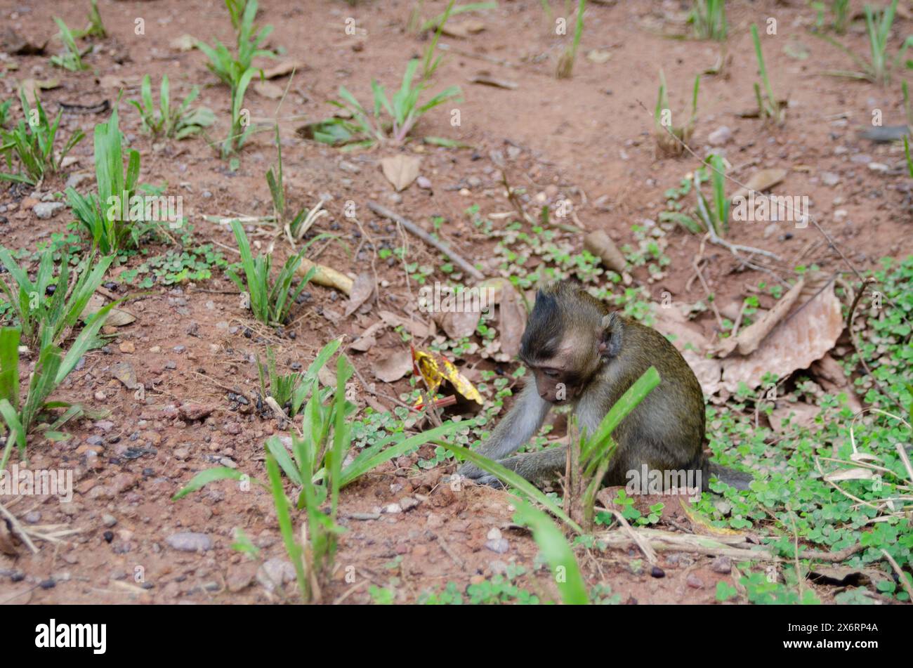 Affe, die Gras im Dschungel von Angkor Wat isst Stockfoto