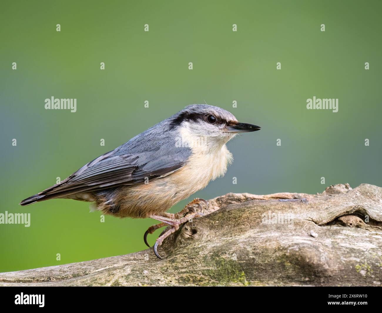 Europäischer Nackthaar auf der Suche nach Nahrungsmitteln, um seine Nestlinge im Frühjahr in Mitte Wales zu ernähren Stockfoto