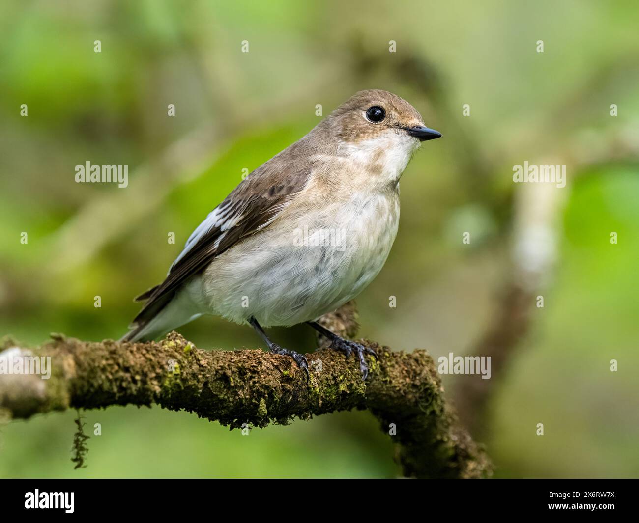 Weiblicher Rattenfänger im Frühjahr in Mitte Wales Stockfoto