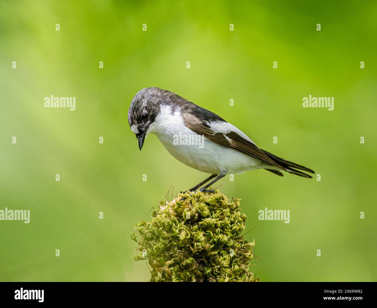 Männlicher Rattenfänger im Frühjahr in Mitte Wales Stockfoto