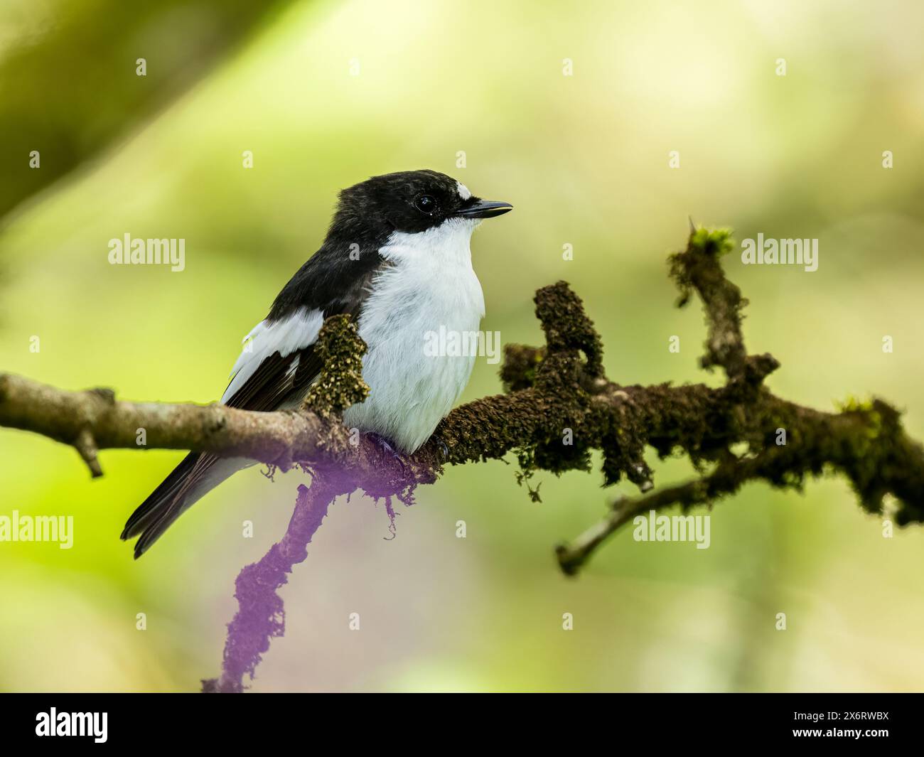 Männlicher Rattenfänger im Frühjahr in Mitte Wales Stockfoto