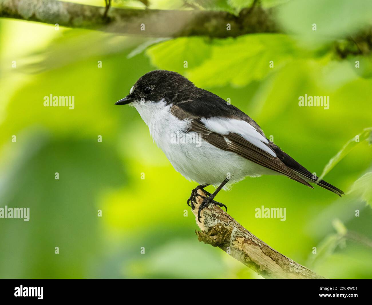 Männlicher Rattenfänger im Frühjahr in Mitte Wales Stockfoto