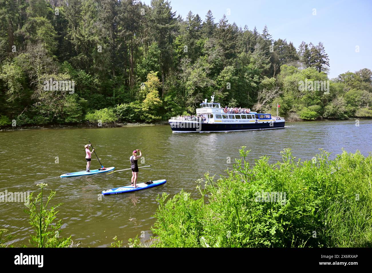 Stand-up-Paddleboarder auf dem Fluss Dart in Totnes, South Devon, als Dartmouth Riverboats Cardiff Castle nach Dartmouth abfährt. Stockfoto