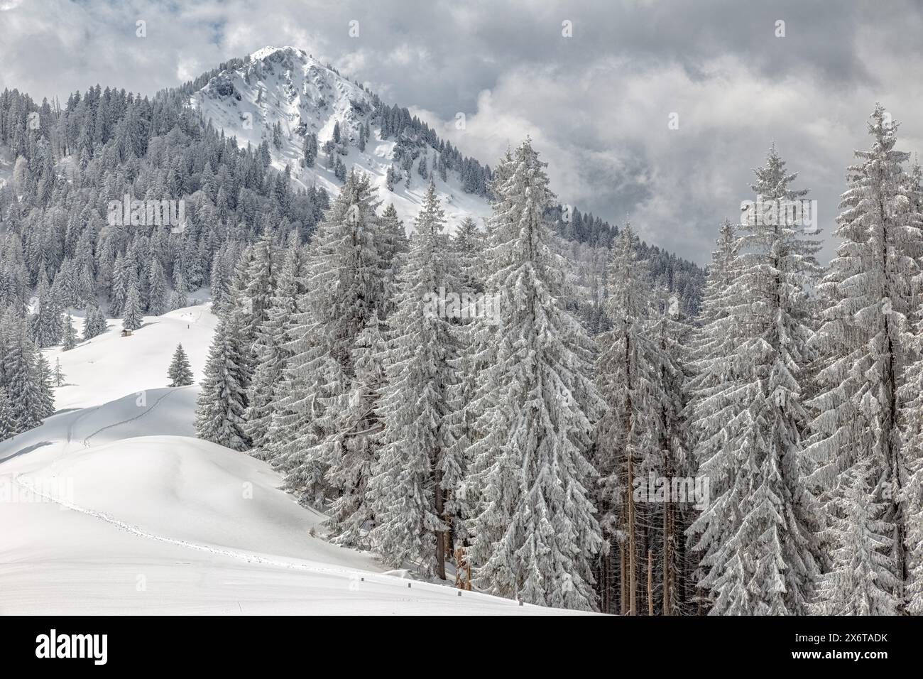 Fockenstein im Winter, Tegernsee, Berge, Winter, kalt, Schnee Bayern, Tannen, Deutschland Stockfoto