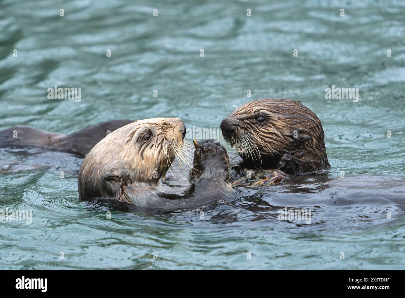 Mutter und Welpe Meeresotter teilen sich eine Mahlzeit in SüdzentralAlaska. Stockfoto