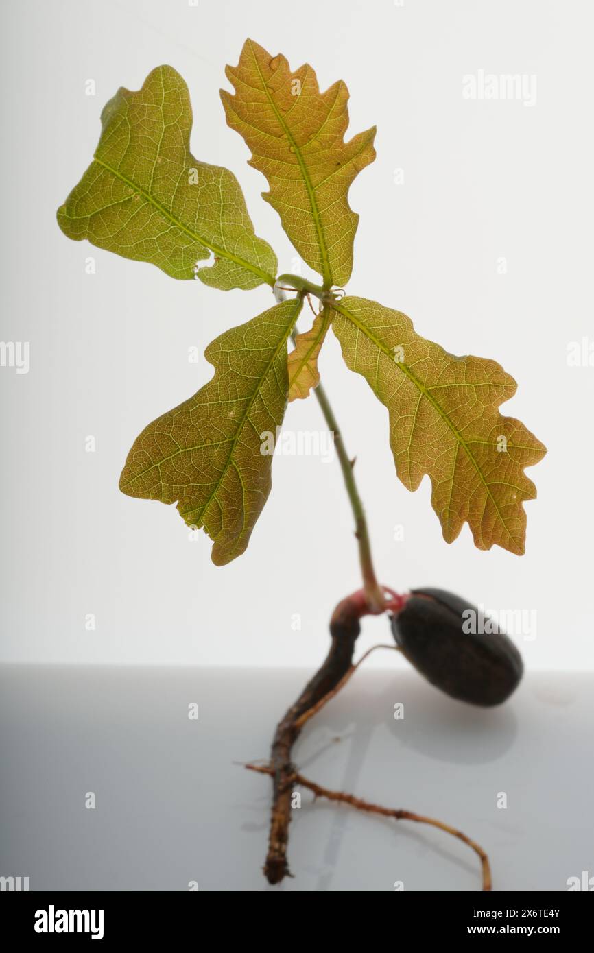 Eiche Setzling Pflanze, die aus der Eichel hervorgeht. Pflanzenvermehrung. Biologie. Neues Leben, Wachstum. Stockfoto