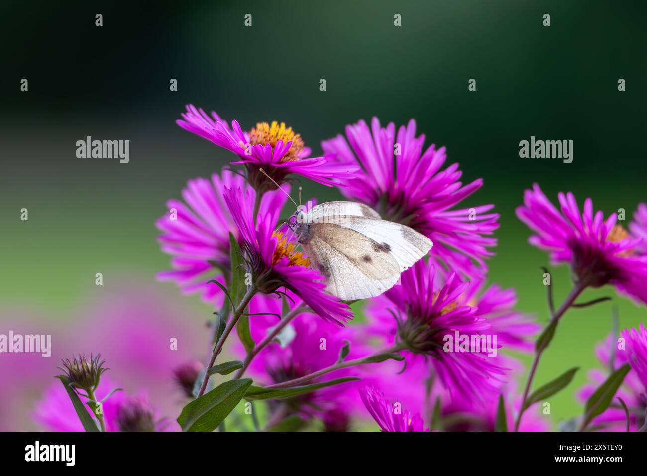 Ein Kohl-Schmetterling, Pieris rapae, besucht eine violette Arlington-Blume im Sauerland Stockfoto