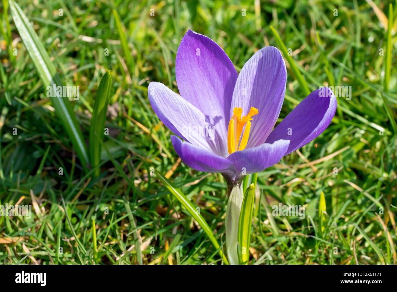 Crocus (Crocus vernus), Nahaufnahme einer einzelnen violetten Blume, die im Frühjahr auf dem getrimmten Gras eines Straßenrändes wächst. Stockfoto