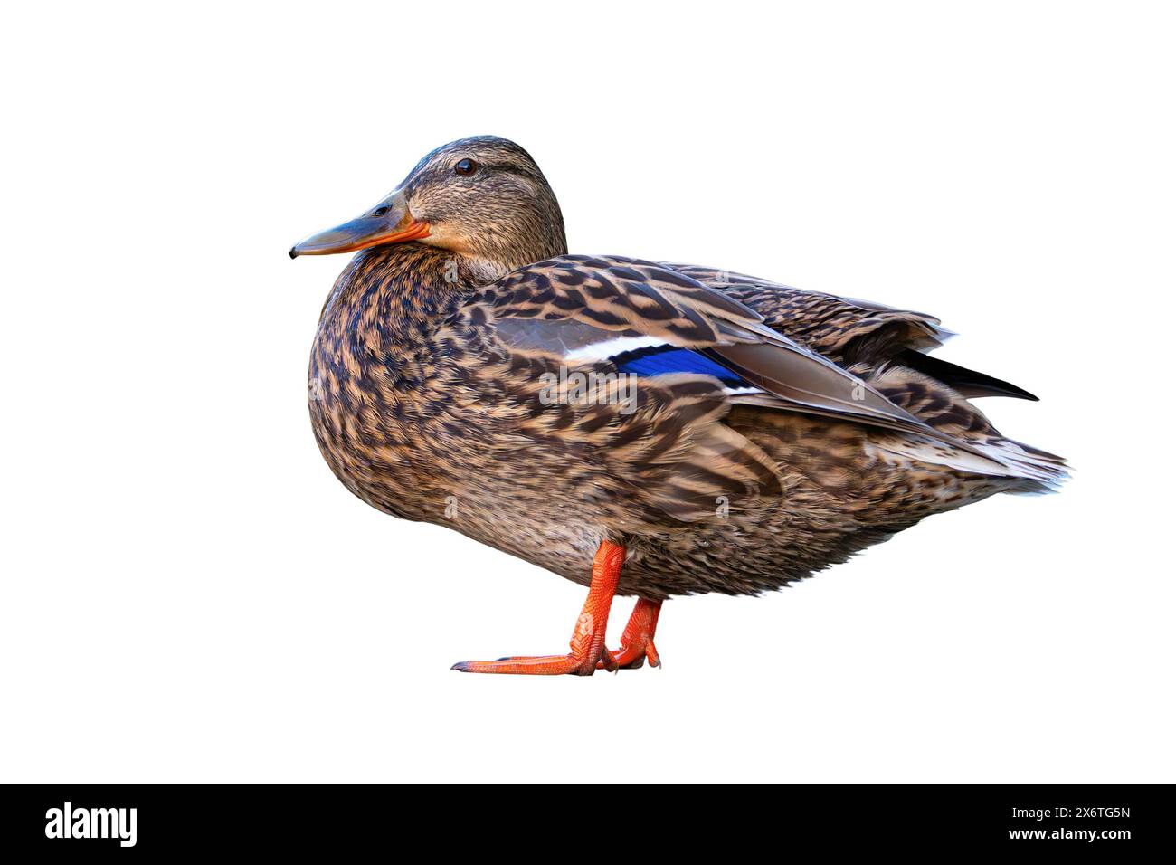 Weibliche Stockenten isoliert über weißem Hintergrund (Anas platyrhynchos) Stockfoto