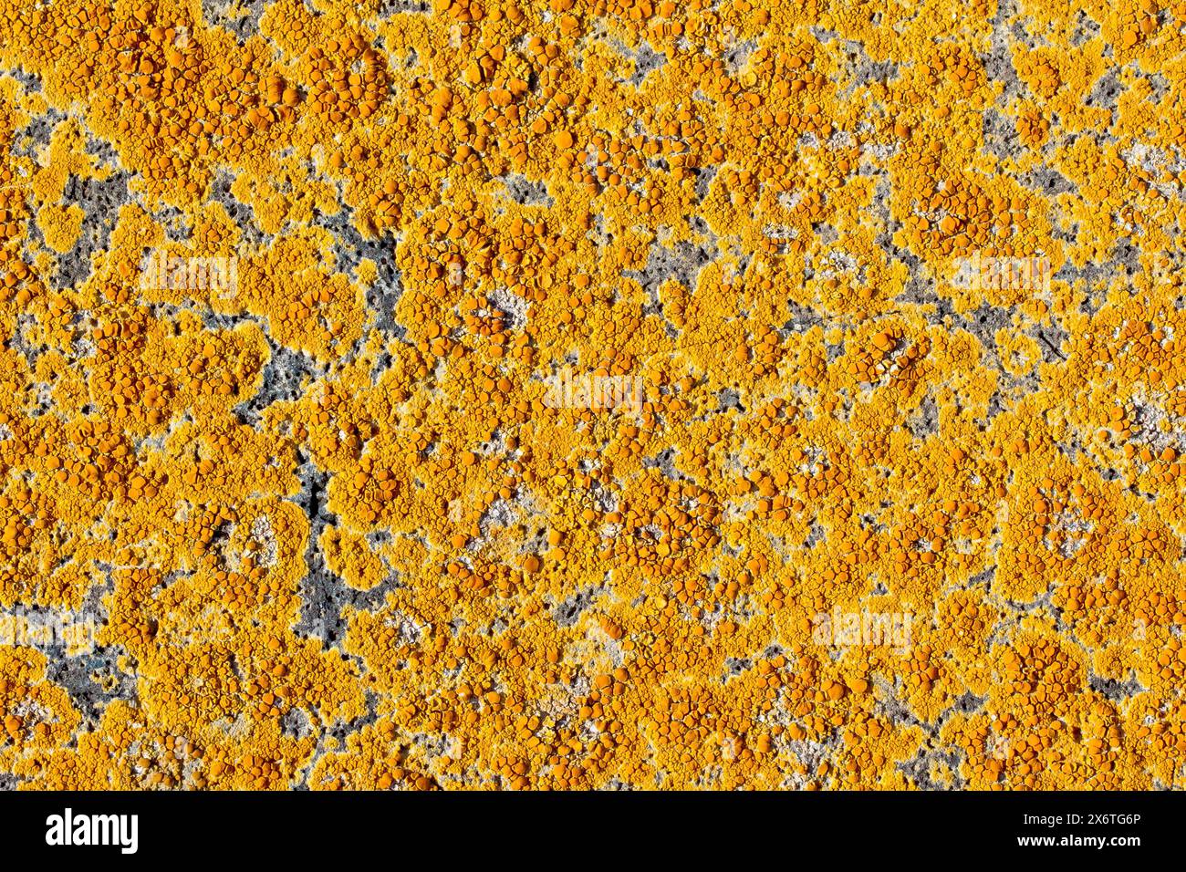 Xanthoria Parietina, gebräuchliche Namen Maritime Sunburst, Shore Flechten und Yellow Scale, Nahaufnahme der Flechten auf einem Basaltfelsen am Strand. Stockfoto