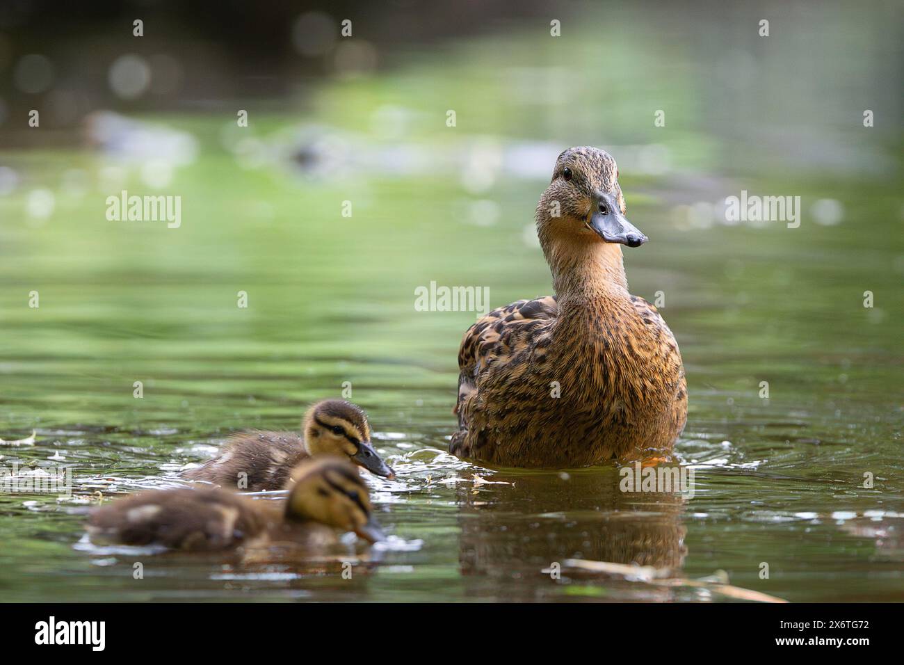 Mutter Stockenten-Ente mit jungen Enten, die auf Teich schwimmen (Anas platyrhynchos) Stockfoto