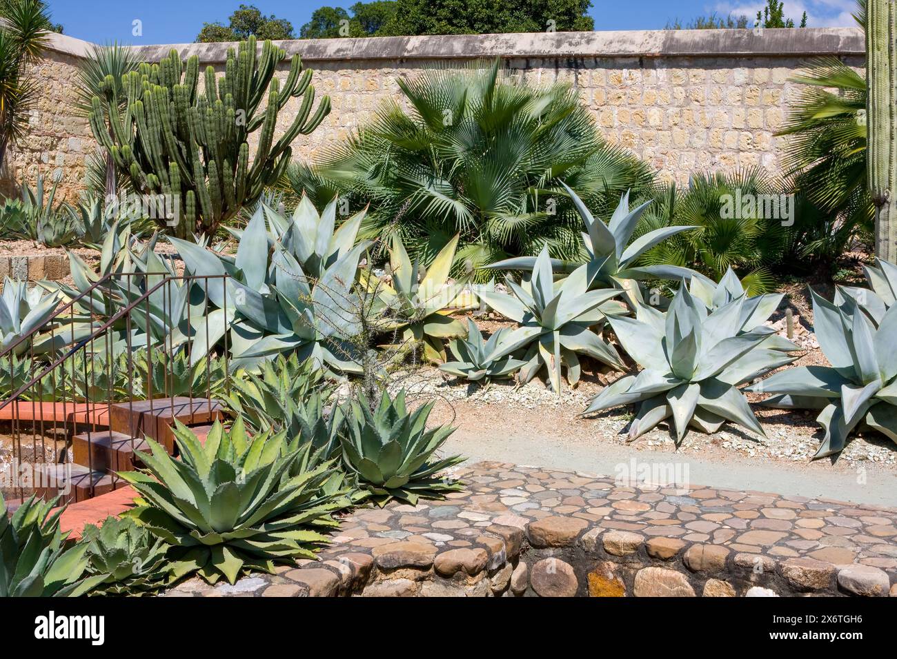 Oaxaca, Mexiko, Nordamerika. Ethnobotanischer Garten (Jardin Etnobotánico). Agave Vacuela. Stockfoto