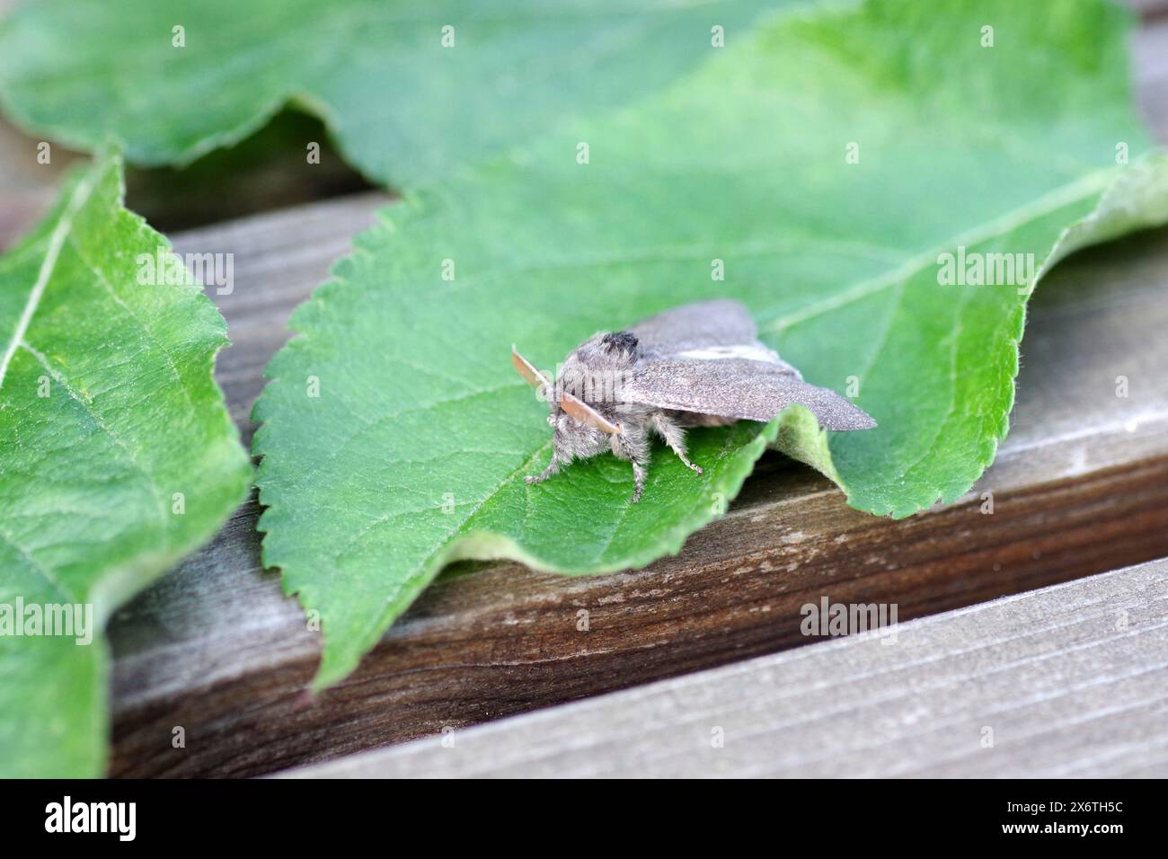 Buchenmotte (Calliteara pudibunda), männlich, Motte, Makro, Antennen, die Buchenmotte hat graue Flügel und behaarte Vorderbeine Stockfoto