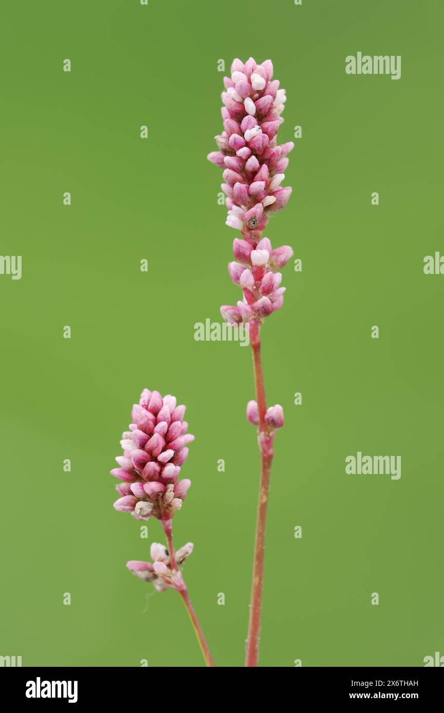 Flohknotenweed oder pfirsichblättriger Knotenweed (Persicaria maculosa, Polygonum persicaria), falsches Ohr mit Blüten, Nordrhein-Westfalen, Deutschland Stockfoto