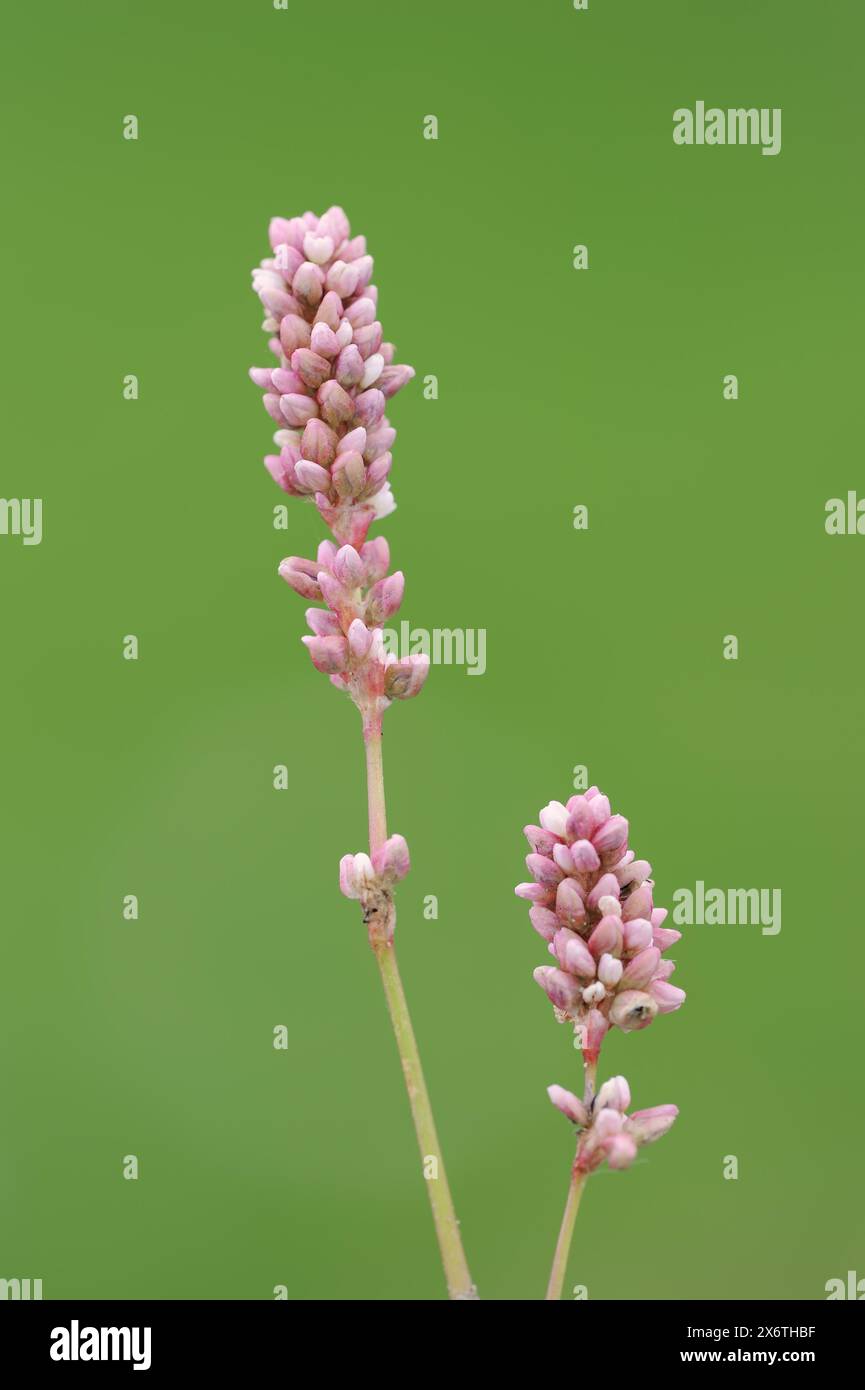 Flohknotenweed oder pfirsichblättriger Knotenweed (Persicaria maculosa, Polygonum persicaria), falsches Ohr mit Blüten, Nordrhein-Westfalen, Deutschland Stockfoto