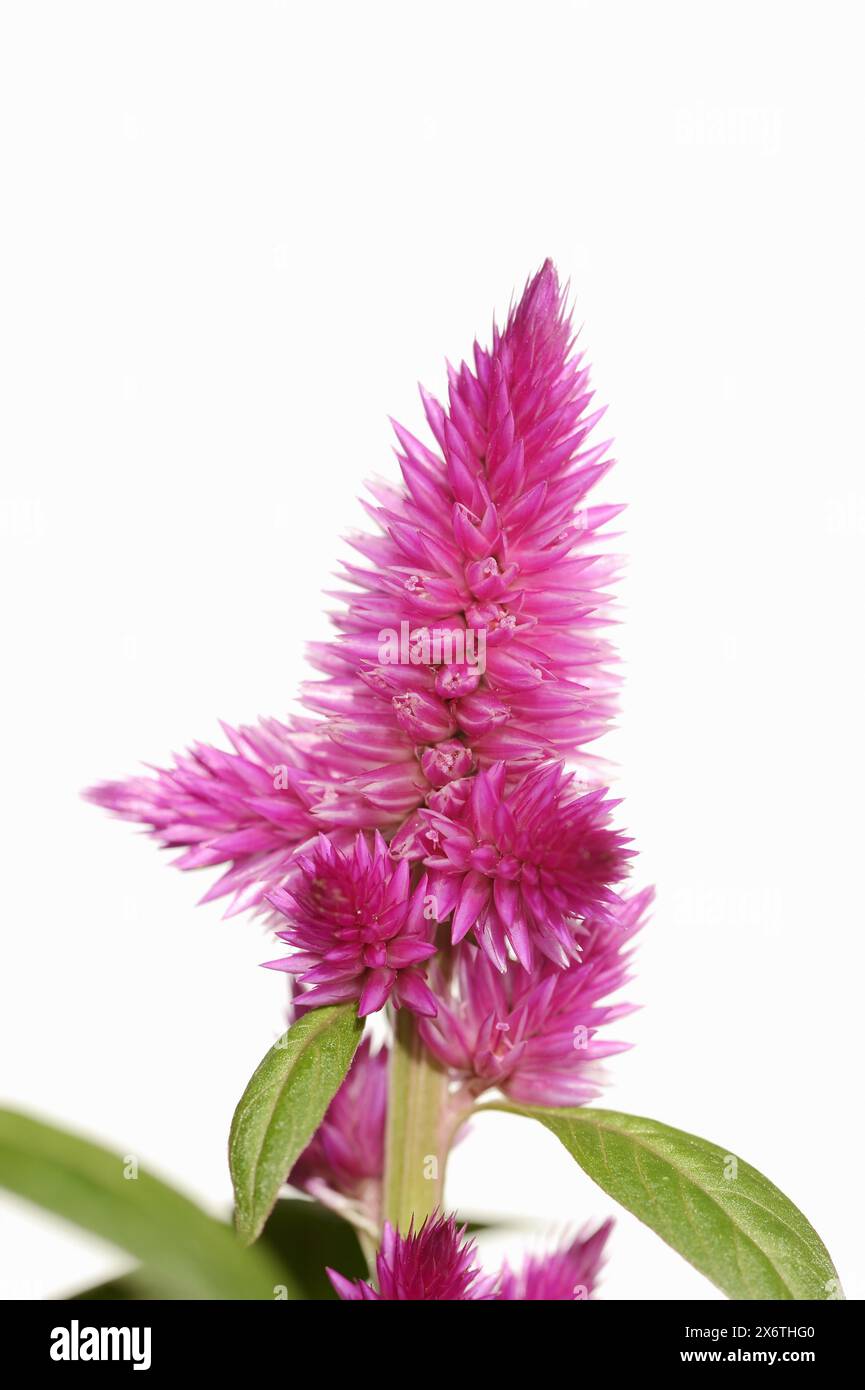 Plumed Fotos und Bildmaterial in hoher Auflösung Alamy