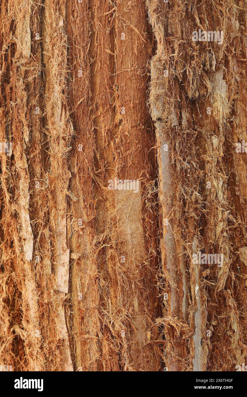 Küstenmammutbaum (Sequoia sempervirens), Rindendetail, heimisch in Nordamerika, Parkbaum, Nordrhein-Westfalen, Deutschland Stockfoto