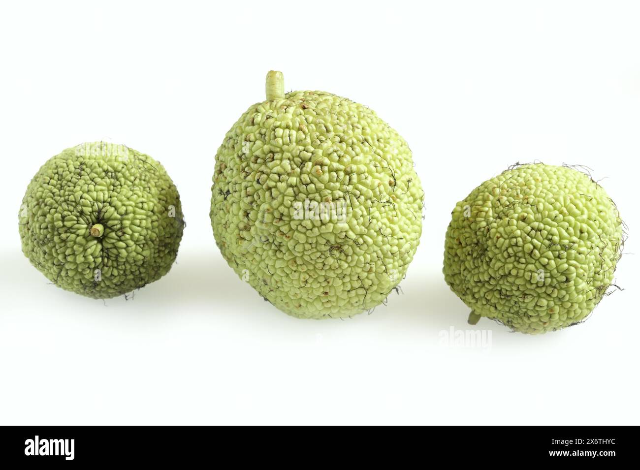 Heckenapfel (Maclura pomifera), Frucht auf weißem Hintergrund Stockfoto