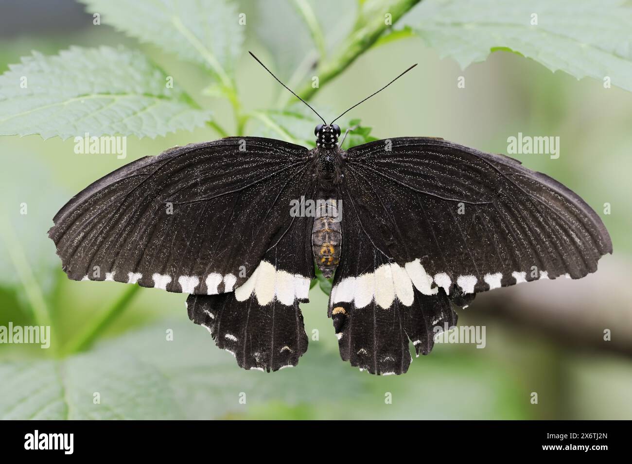 Mormon oder Mormon (Papilio polytes), männlich, in Gefangenschaft, in Asien Stockfoto