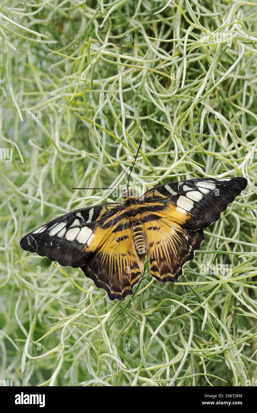 Parthenos sylvia (Parthenos sylvia Brown), Gefangener, Vorkommen in Asien Stockfoto