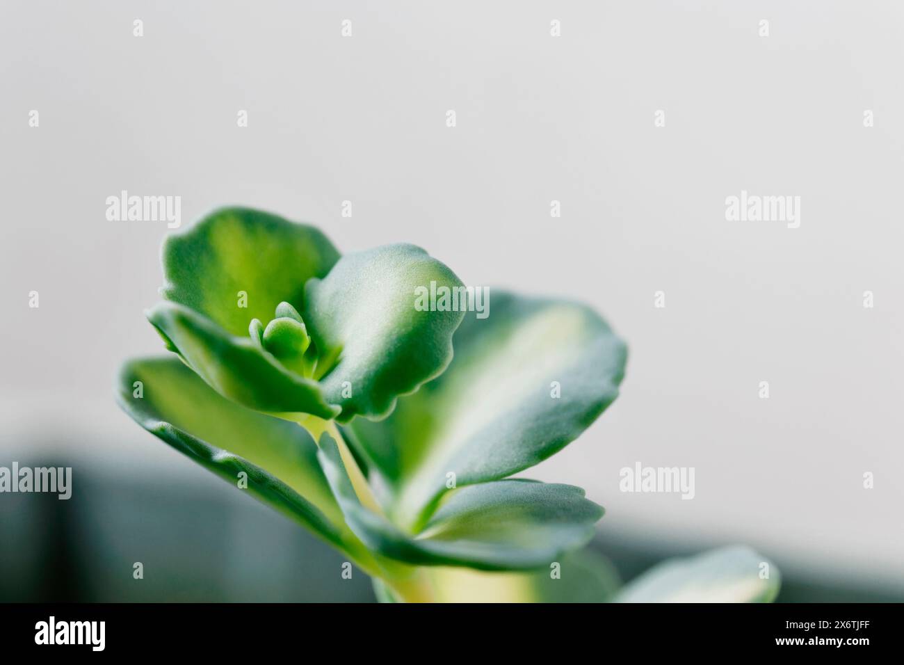 Detail des saftigen Pflanzensedum siebold , japanische Steinmetze , mit grünen Blättern , ursprünglich aus Japan Stockfoto