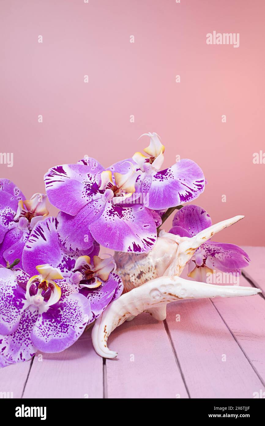 Lila riesige Orchideen mit großer weißer Muschel auf rosa Holzbrettern. Romantisch, Reise, Spa. Vertikal. Kopierbereich Stockfoto