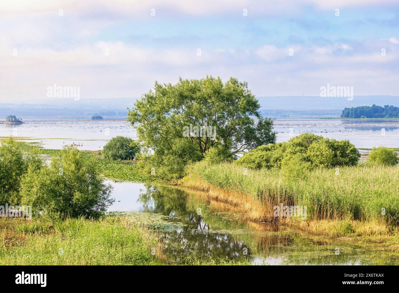 Ausfluss eines Flusses zu einem See mit einem Feuchtgebiet mit üppiger grüner Vegetation im Sommer, Hornborgasjoen, Schweden Stockfoto