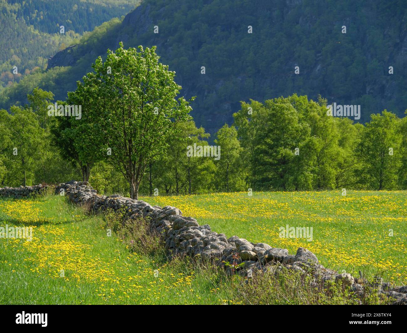 Grüne Wiese mit gelben Blumen und einer Steinmauer umgeben von Bäumen an einem sonnigen Frühlingstag, Frühlingslandschaft am Meer mit Fjorden und Bäumen und Stockfoto