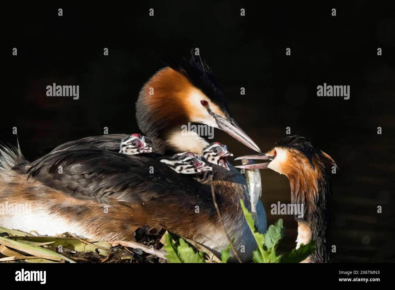 Großkäppchen (Podiceps-Ribbonfish) auf dem Nest mit drei Küken, Fütterungsszene, Partner bietet Fische an. Natur und familiäre Idylle Stockfoto