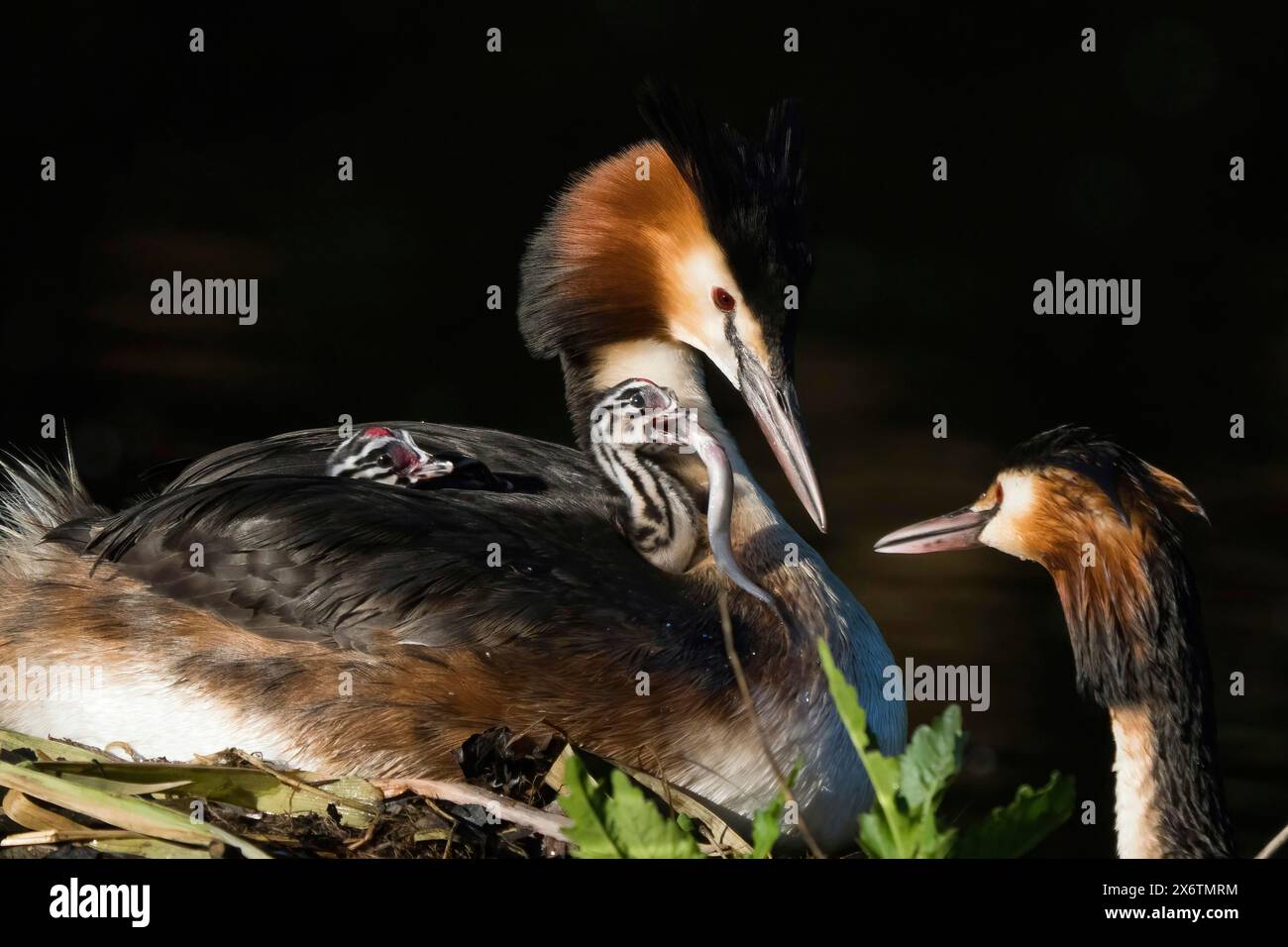 Nahaufnahme eines großen Haubenvögels (Podiceps-Muschelbändchen), der seine Küken auf dem Rücken trägt. Ein Küken mit einem Fisch im Schnabel. Familienmoment in Stockfoto