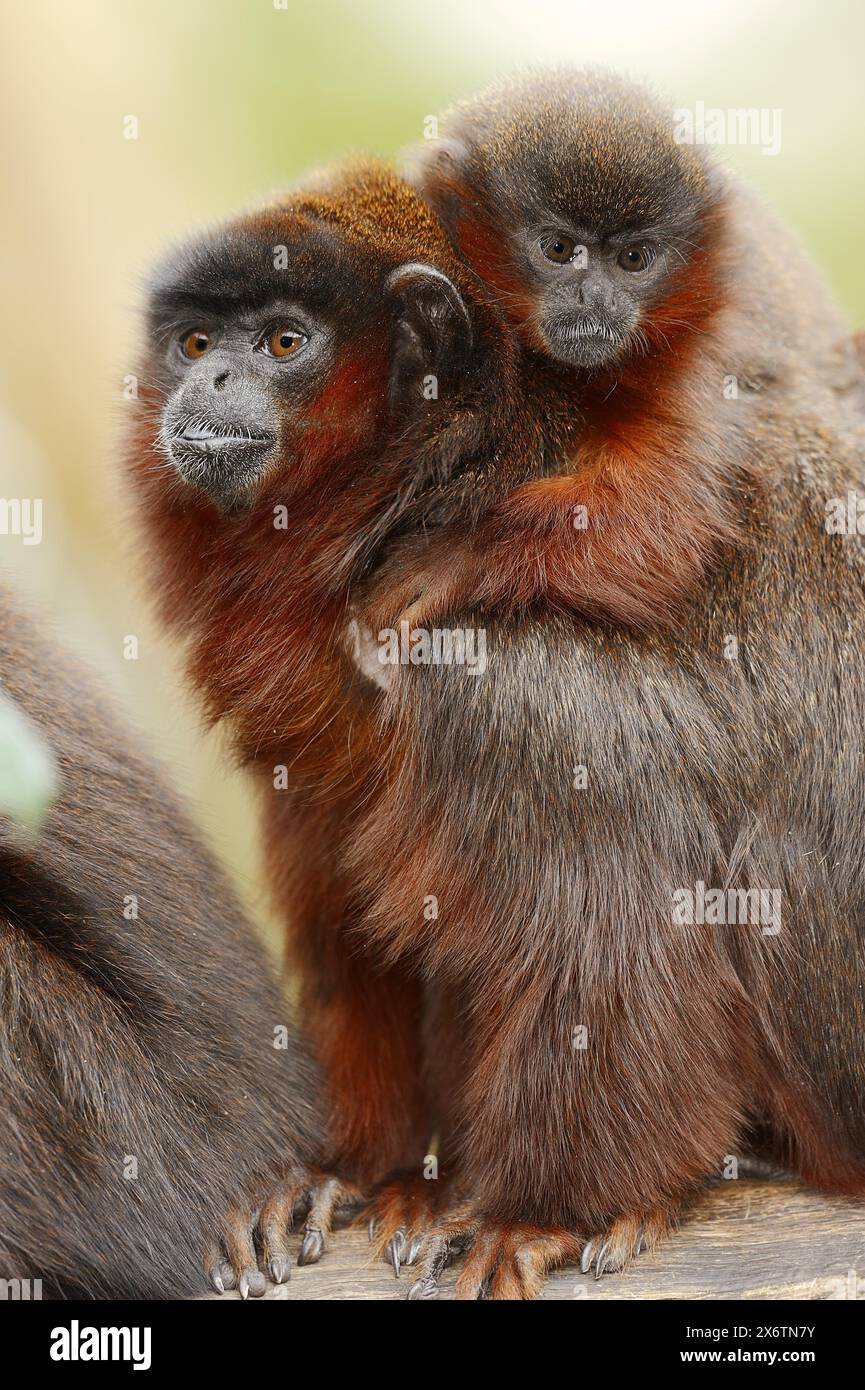 Kupfertiti oder roter Titi (Plecturocebus cupreus, Callicebus cupreus), weiblich mit jungen, in Gefangenschaft gehaltenen Tieren, vorkommend in Brasilien und Peru Stockfoto
