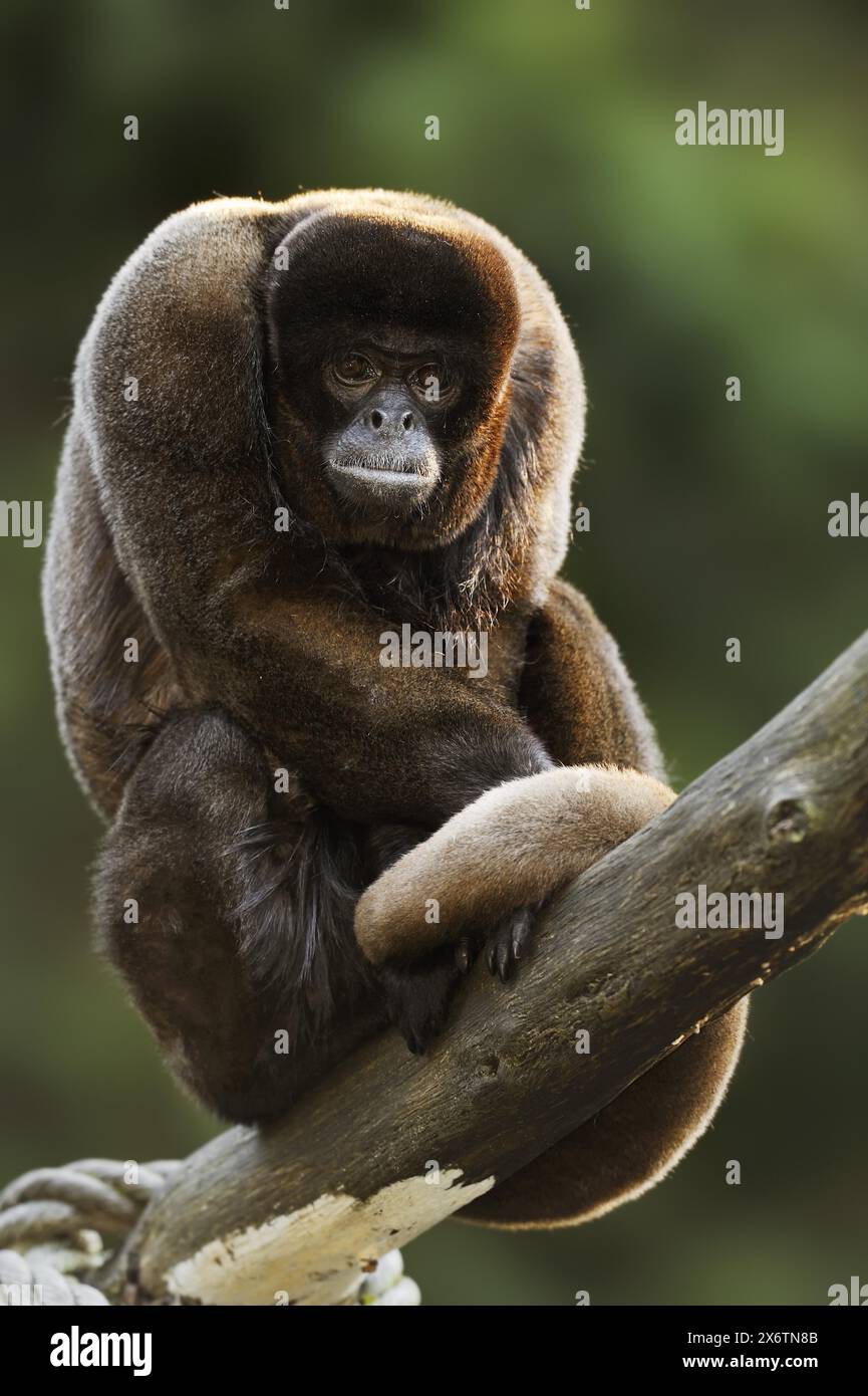 Brauner Wollaffen (Lagothrix lagotricha), in Gefangenschaft, in Südamerika vorkommend Stockfoto