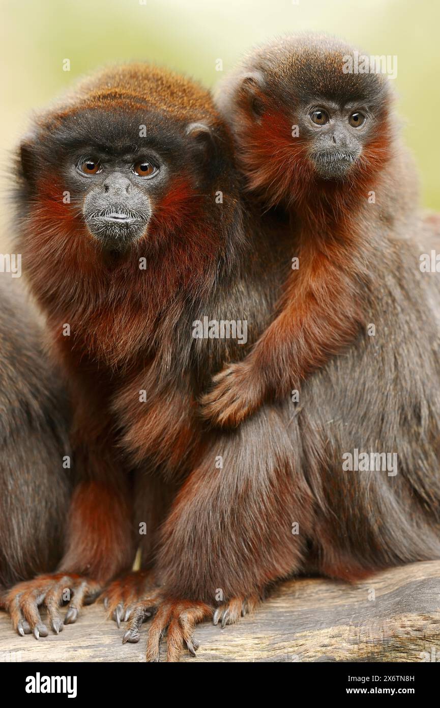 Kupfertiti oder roter Titi (Plecturocebus cupreus, Callicebus cupreus), weiblich mit jungen, in Gefangenschaft gehaltenen Tieren, vorkommend in Brasilien und Peru Stockfoto