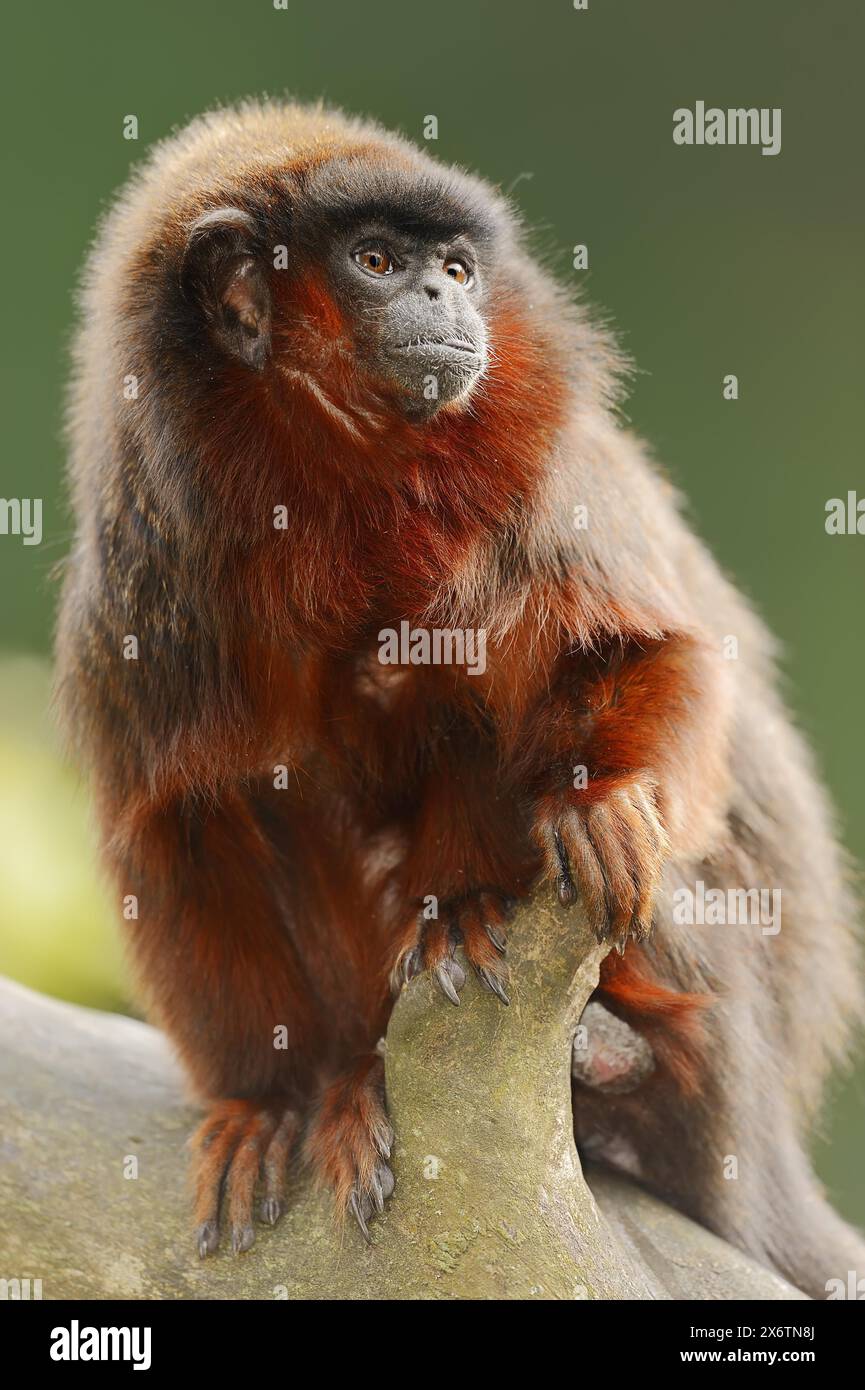 Kupfertiti oder roter Titi (Plecturocebus cupreus, Callicebus cupreus), in Gefangenschaft, in Brasilien und Peru Stockfoto