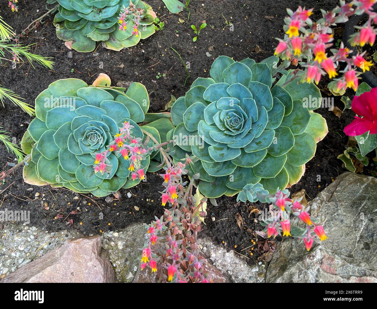 Echeverie, Sukkulente mit kleinen koralle farbenen Blüten Stockfoto