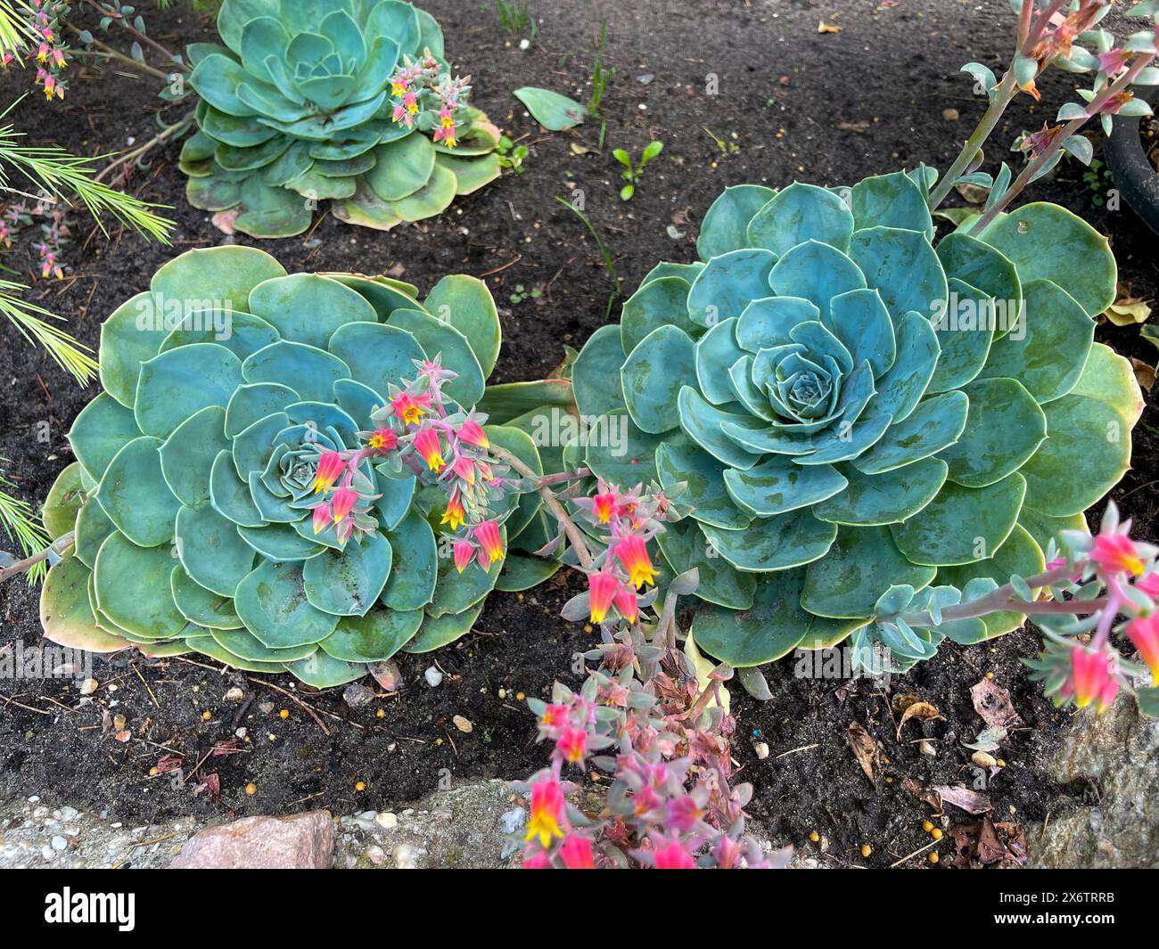 Echeverie, Sukkulente mit kleinen koralle farbenen Blüten Stockfoto