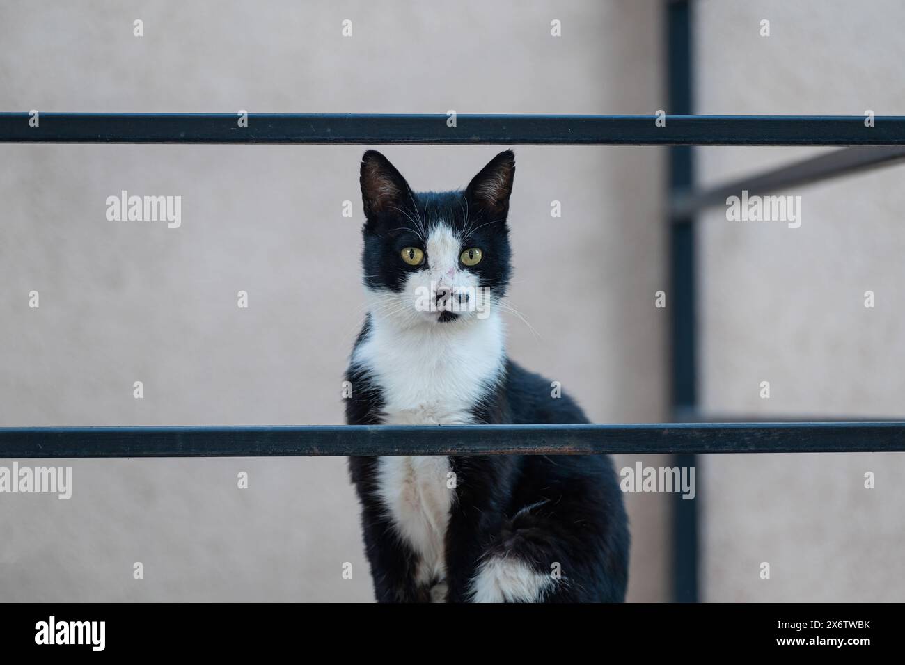 Schwarz-weiß-farbige Katze sitzt auf der Feuertreppe. Stockfoto