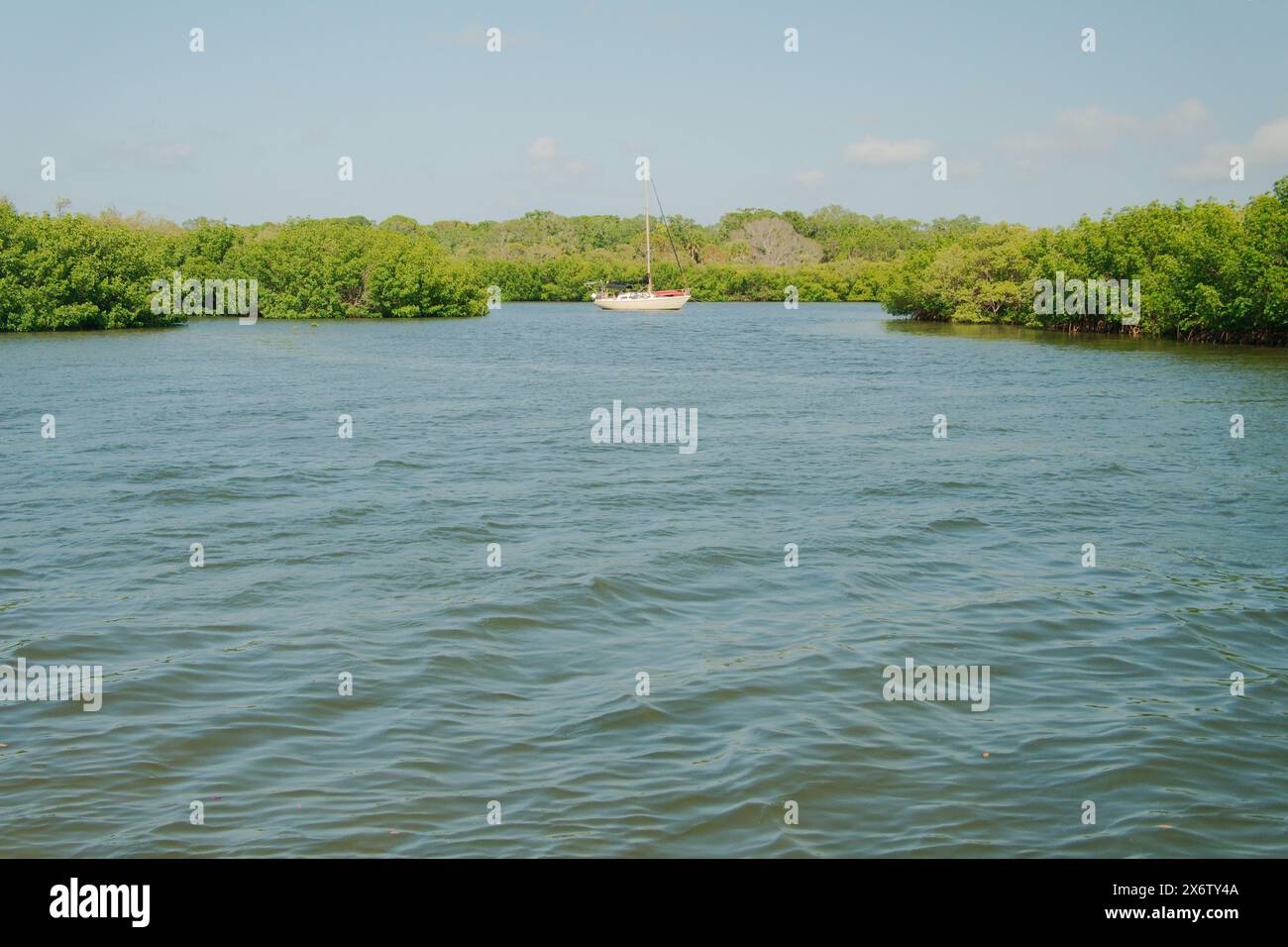 Mittlerer Winkel von weißem Segelboot hinten mit grünen Mangroven an der Seite und blauen und weißen Wolken über dem Kopf. In Clam Bayou Gulfport, FL. Blaues Wasser Stockfoto