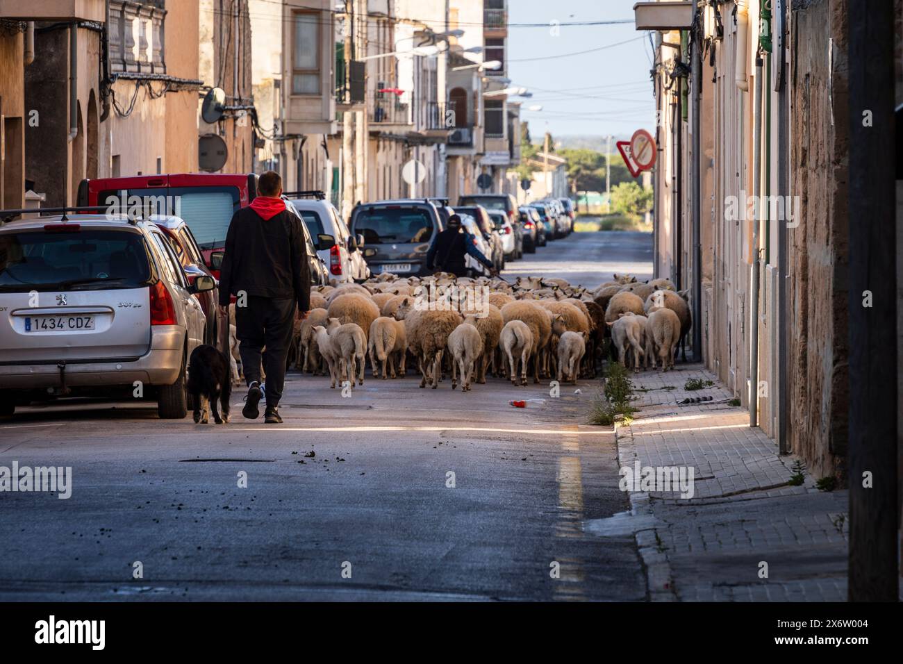 Schafherde, die die Stadt Llucmajor zwischen den Autos durchquert, Mallorca, Balearen, Spanien. Stockfoto