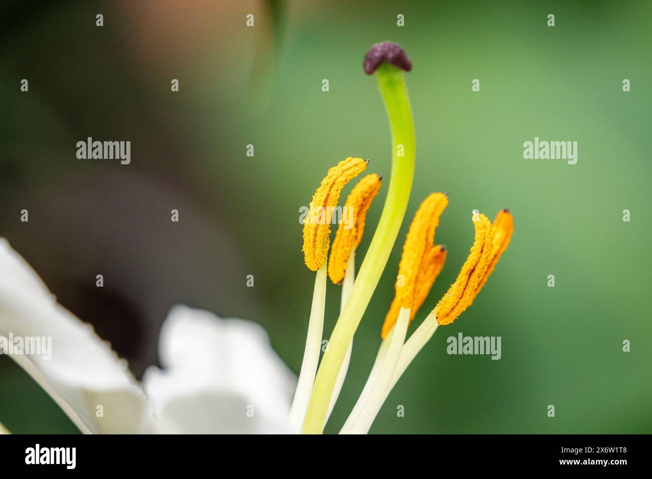 Lilien in Blüte, - Lilium-, Liliaceae Familie, Mallorca, Spanien. Stockfoto