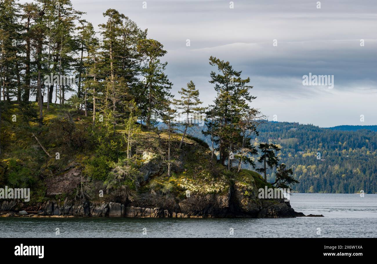 Bäume wachsen entlang eines steilen Felsens mit Blick auf die Straße von Georgia, fotografiert bei Sonnenaufgang in British Columbia, Kanada Stockfoto