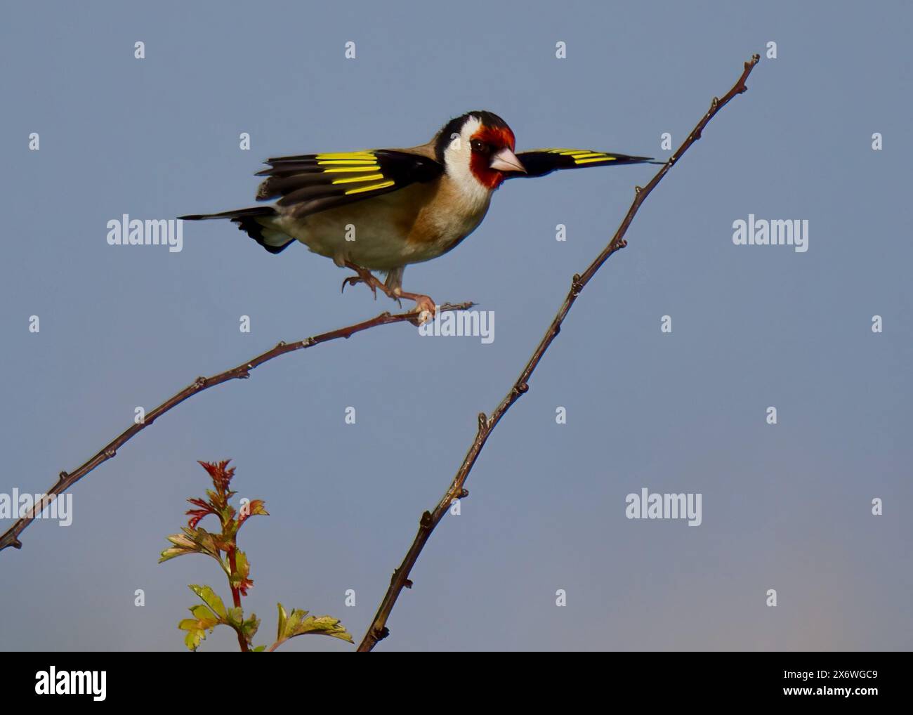 Goldfinch (Carduelis carduelis) am RSPB Minsmere, Suffolk Stockfoto