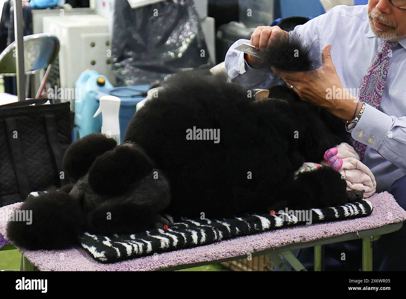 FLUSHING MEADOW, NY - MAY 14: Sage, a Miniature Poodle from Houston, Texas, is groomed by his handler Kaz Hosaka prior to winning Best in Show during the Annual Westminster Kennel Club Dog Show at Billie Jean King National Tennis Center in Flushing Meadow, New York. (Photo by Rich Graessle/Icon Sportswire) (Icon Sportswire via AP Images) Stockfoto